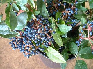 ティヌスベリー