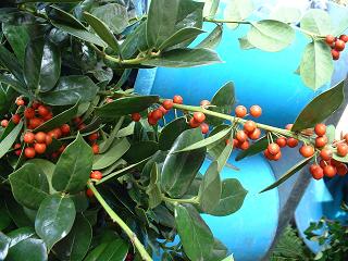 クリスマスホーリー