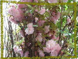 八重桜
