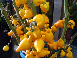 フォックスフェイス