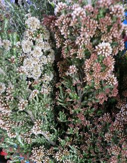 ライスフラワー