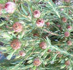 リューカデンドロ