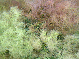 スモークツリー