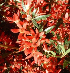 クリスマスブッシュ