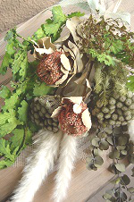 スワッグ・バンクシア