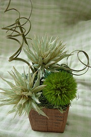 プリザーブドフラワー