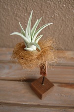 チランジア・ブラキカウロス