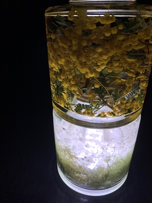 ミモザのハーバリウム